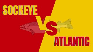 Sockeye vs Atlantic Salmon A QUICK COMPARISON [upl. by Imotih]