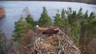 Live osprey nest camera at Loch of the Lowes Wildlife Reserve [upl. by Hennie]