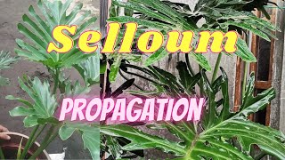 How to Propagate or Plant Selloum  Grow Selloum Hope Sanado Paano magpadami sa Bahay [upl. by Christie]