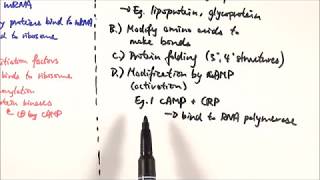 A2 Biology  Translational and posttranslational gene expression control OCR A Chapter 192 [upl. by Michi]