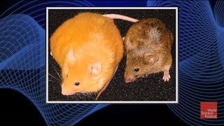 Why do Two Genetically Identical Mice Look Vastly Different [upl. by Bonaparte47]