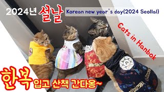 설날 한복 입고 산책하는 고양이들🇰🇷Cats strolling in Seollal Hanbok [upl. by Lais]