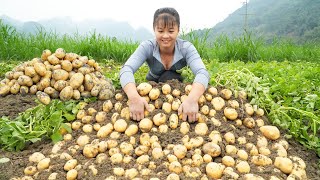 Harvesting A Lot Of Potato Goes To Countryside Market Sell  Grow Vegetable  Free Bushcraft [upl. by Atikahs835]