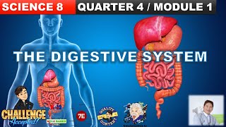 THE DIGESTIVE SYSTEM GRADE 8 SCIENCE QUARTER 4 MODULE 1 PARTS AND FUNCTION STAGES OF DIGESTION [upl. by Orelu]