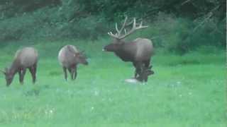 Big rutting Nooksack bull elk chasing off satellite bull  September 2012 [upl. by Eila423]