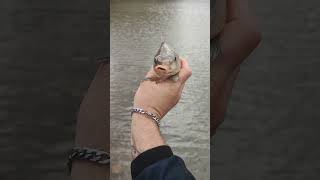 SA carp fishing Olifandsnek damviralvideo freshwaterfish youtubeshorts carpfishing carphunter [upl. by Fayola602]