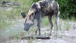 LE quotHOU HOU quot DU CHIEN SAUVAGE  LYCAON WILD DOG [upl. by Myranda179]