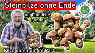 Steinpilze ohne Ende im Park  Pilze sammeln im Frühsommer 2024 [upl. by Pisarik]