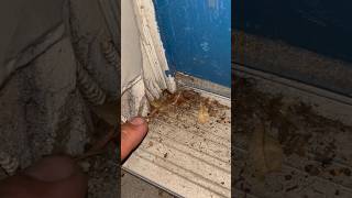 TERMITE SWARMING Season in Florida Termites [upl. by Rahm252]