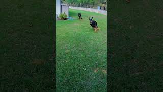 Magnum PIs Original Lads Zeus and Apollo were female Dobermans ShortsHawaiiDobermanPinscher [upl. by Chimene]