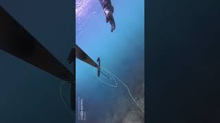 buceo pesca pescasub pescasubmarina spearfishing [upl. by Sarid]