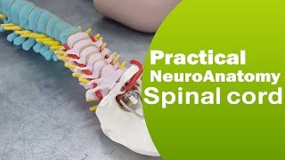 Practical NeuroAnatomy  Spinal Cord [upl. by Worra10]