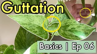 Plant Basics  Episode 06  Guttation [upl. by Anawyt]