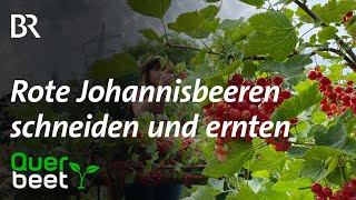 Rote Johannisbeeren schneiden und ernten  Tipps von Sabrina [upl. by Acirdna808]