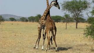 Giraffes Fighting For The FemaleWest Serengeti Safari [upl. by Esidnak]