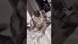 Funny pets  2024 🤣Funny cats videos 🤣😹😂27 [upl. by Eiramaneet462]