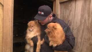 ASPCA and Kentucky Humane Society Rescue Puppy Mill Dogs in Nancy KY Jan 21 2014 [upl. by Auop]