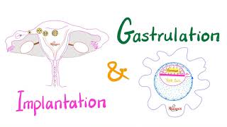 Implantation amp Gastrulation  Embryology series [upl. by Lexine]