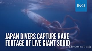 Japan divers capture rare footage of live giant squid [upl. by Notsew]