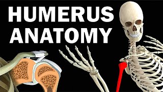 HUMERUS ANATOMY [upl. by Powder]