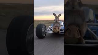 Rabbit and turtle car race funny shorts [upl. by Magel]