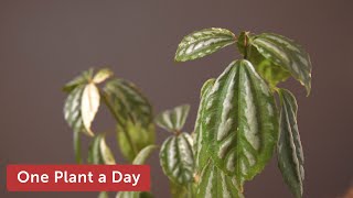 Pilea cadierei Variegata Aluminum Plant Houseplant Care—25 of 365 [upl. by Theressa]