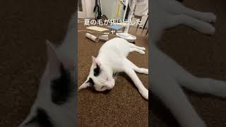 また抜け毛の季節がやってきました😹 ＃保護猫兄弟 [upl. by Enined]