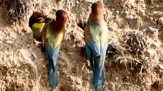 Beeeater Parents Coax Chick Out Of Nest With Food  Norfolk Bee Eaters [upl. by Ojeibbob]