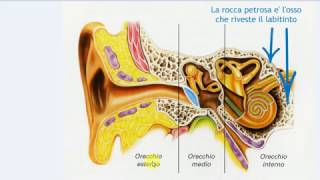 Struttura dellorecchio [upl. by Bremen]