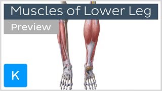 Muscles of the lower leg and knee preview  Human Anatomy  Kenhub [upl. by Hodosh554]