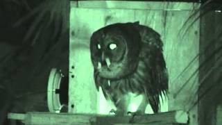 Barred Owl  Papa Calls  Dec 27 2013 4 55 AM Loud Hootage [upl. by Ahseet525]