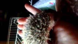 Erizo de tierra bebe 2 meses African hedgehog baby 2 weeks old [upl. by Yroj]