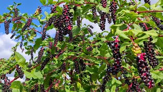 Pokeweed Phytolacca americana  or why so many people eat this highly poisonous plant [upl. by Jamill]