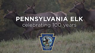 Pennsylvania Elk Celebrating 100 Years  Short Version [upl. by Cates]