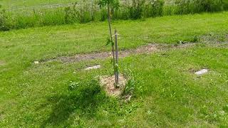 Fastest Growing Shade Tree Results After 2 Years Hybrid Poplar vs Silver Maple vs Weeping Willow [upl. by Enelrahs]