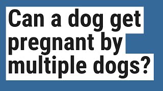 Can a female dog get pregnant by two different males [upl. by Reltuc502]