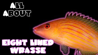 All About The Eight Lined Wrasse [upl. by Natiha]