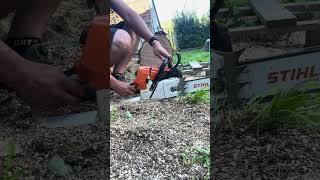 Stihl MS461 Kaltstart und Test gegen Roteiche Stihl kettensäge chainsaw MS461 [upl. by Verity714]