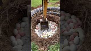 Excavator dug into a python nest with hatching baby pythons animals wildlife python [upl. by Keemahs]