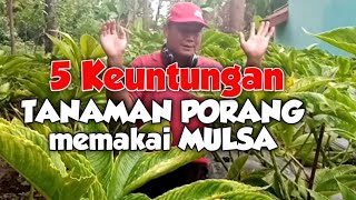 Tanaman Porang memakai mulsa [upl. by Kirit]