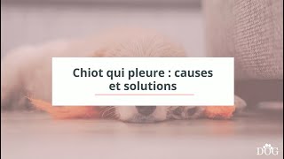 Chiot qui pleure  causes et solutions [upl. by Nolat]