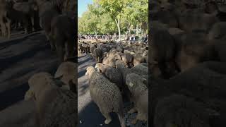 Transhumance dans les rues d’Arles [upl. by Su350]