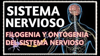 FILOGENIA Y ONTOGENIA DEL SISTEMA NERVIOSO [upl. by Eves860]