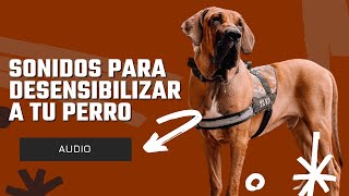 RUIDOS PARA DESENSIBILIZAR A TU PERRO PIROTECNIA💥 TRÁFICO AMBULANCIAS🚑 DISPAROS PARA TU PERRO [upl. by Lenna614]