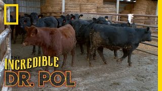 Bloated Bovine Emergency  The Incredible Dr Pol [upl. by Namreg941]