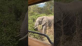 Beautiful Tanzania Ngorongoro Crater animals wildlife nature [upl. by Dinah182]