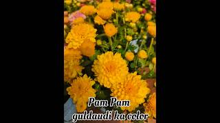 Pam Pam guldaudi ka colour 🌼flowers shorts youtubeshorts shortvideo garden [upl. by Gamal]