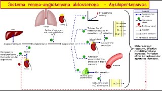 Sistema ReninaAngiotensinaAldosterona y antihipertensivos [upl. by Babette]