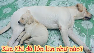 Kim Chi đã lớn lên như nào Những khoảnh khắc đáng yêu của Kim Chi Củ Cải [upl. by Adan]