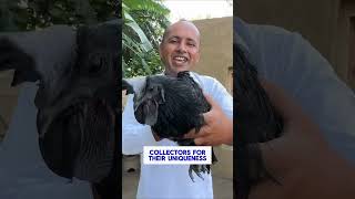 Why Ayam Cemani Chickens Are So Expensive [upl. by Ahseinod]